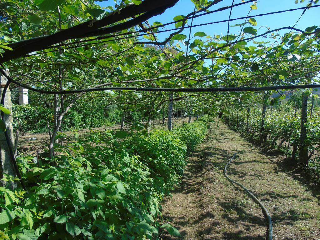 Quinta Da Chouza E Enoturismo Séjour à la ferme Castelbuono
